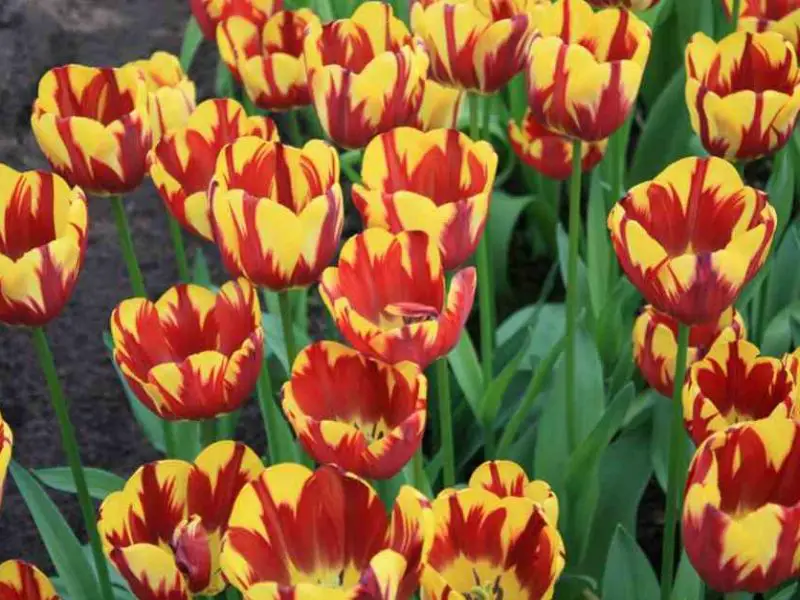 Frühling Urlaub