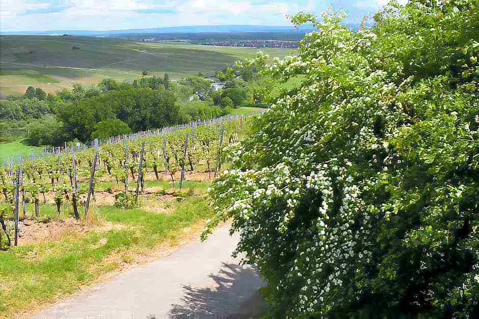 Genussreise durch die Weinregion Franken
