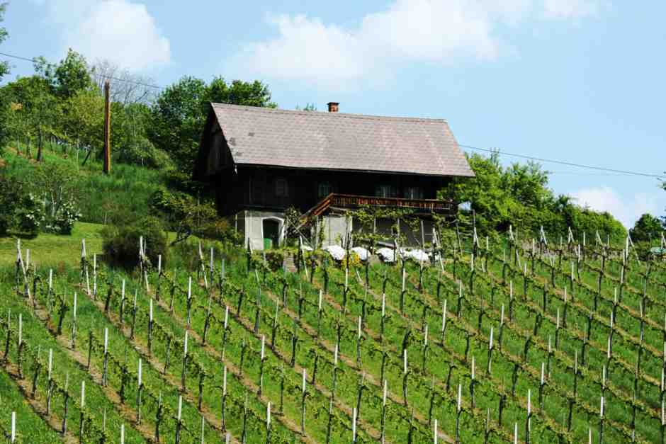 Weinberge an der Schilcher Weinstraße