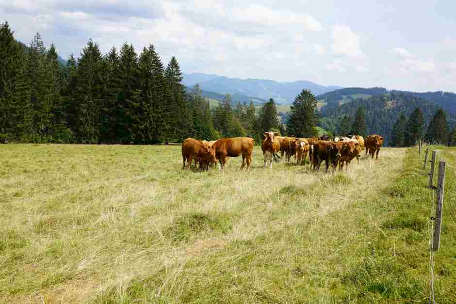 Wandern im Herbst im Schwarzwald