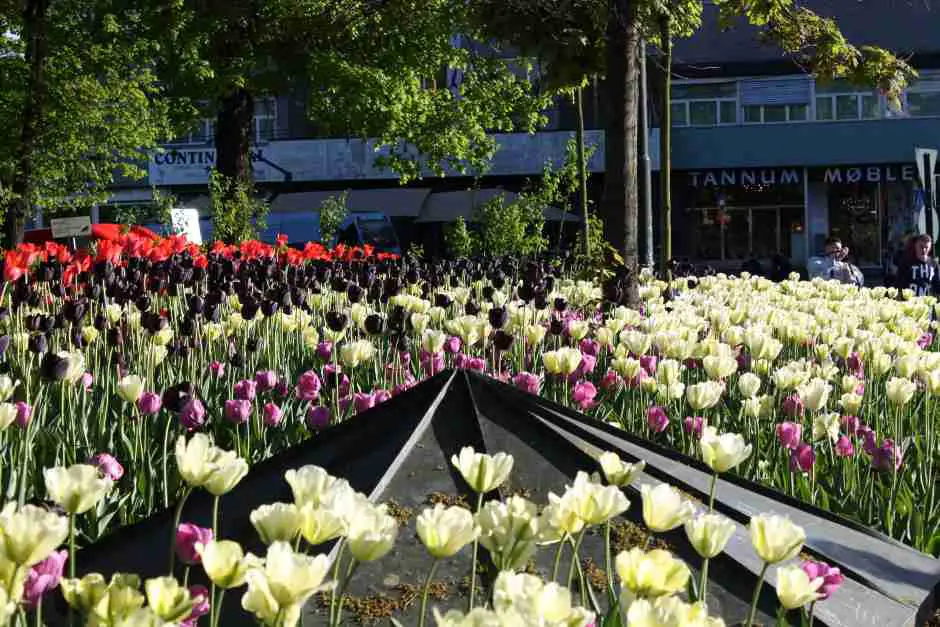Tulpen im Frühjahr