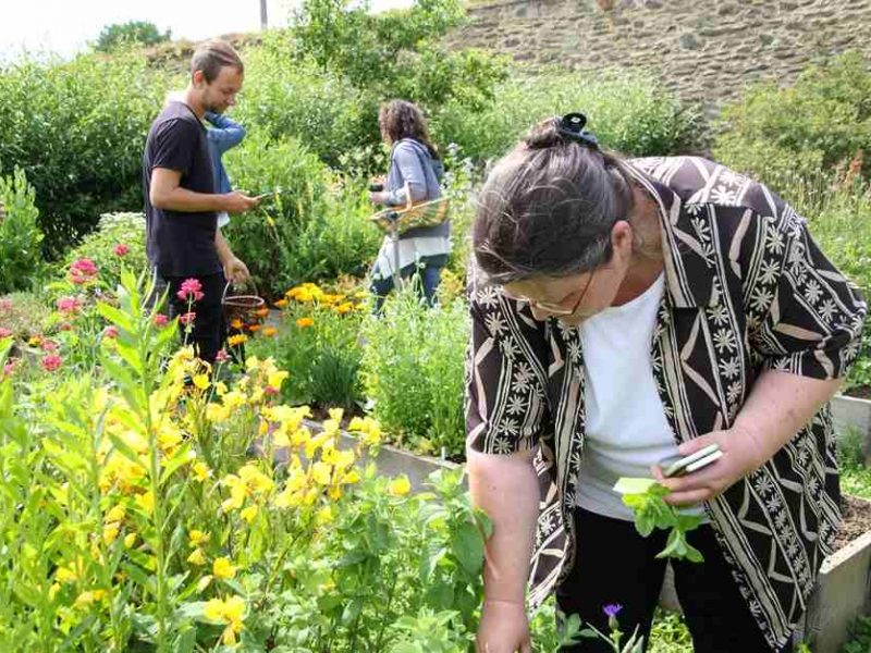 Kräuterwanderungen im Herbst, z. B. im Kloster Altzella