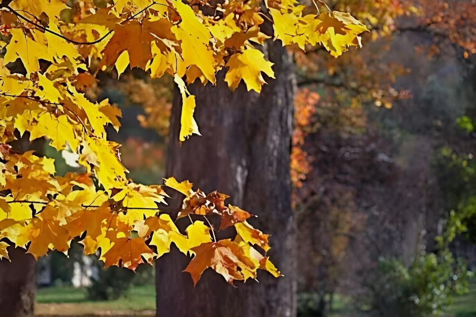 Ein goldener Laubbaum ist auf jeden Fall einer der Fotospots im Indian Summer in Neuengland