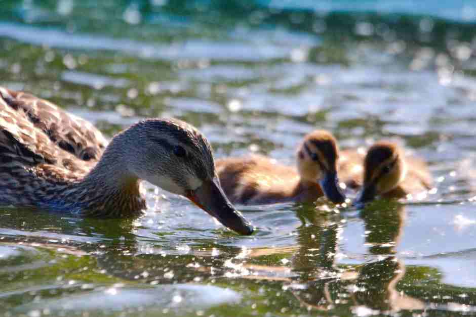 Gänse im Sankt Lorenz Strom