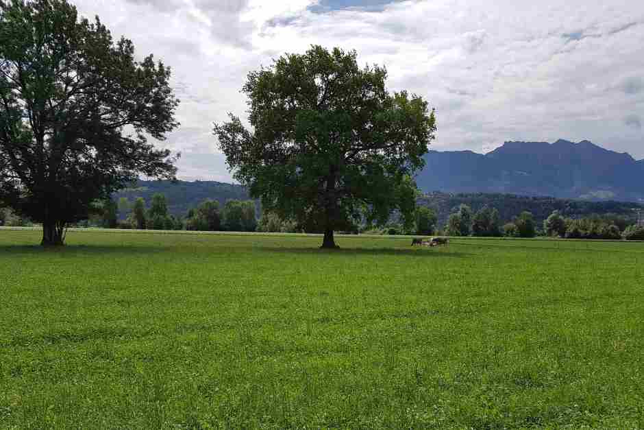 Wiesenkräuter auf Kräuterwanderungen im Herbst entdecken