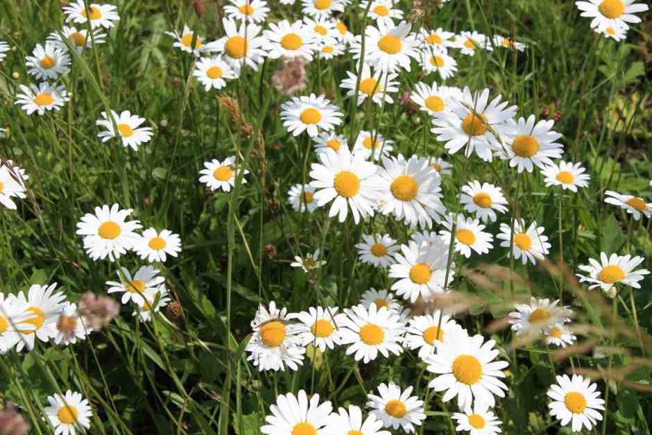 Blühende Frühlingswiesen