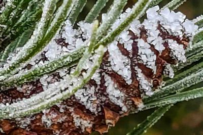 Zapfen mit Reif vermittelt Winter Wellness