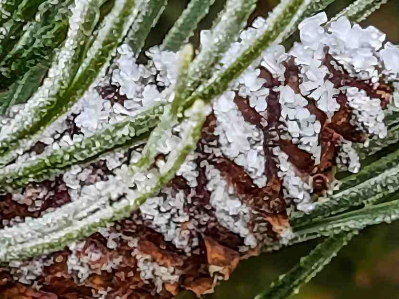 Zapfen mit Reif vermittelt Winter Wellness