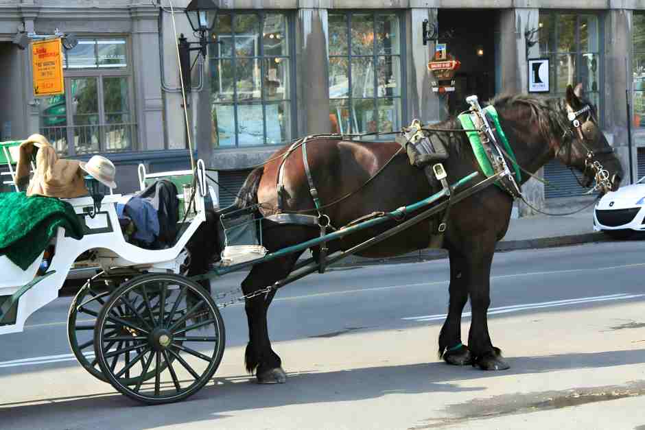 Pferdekutsche in Montreal