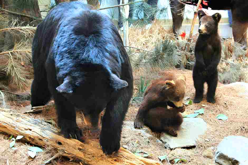 Ein Besuch im Algonquin Park Visitor Center