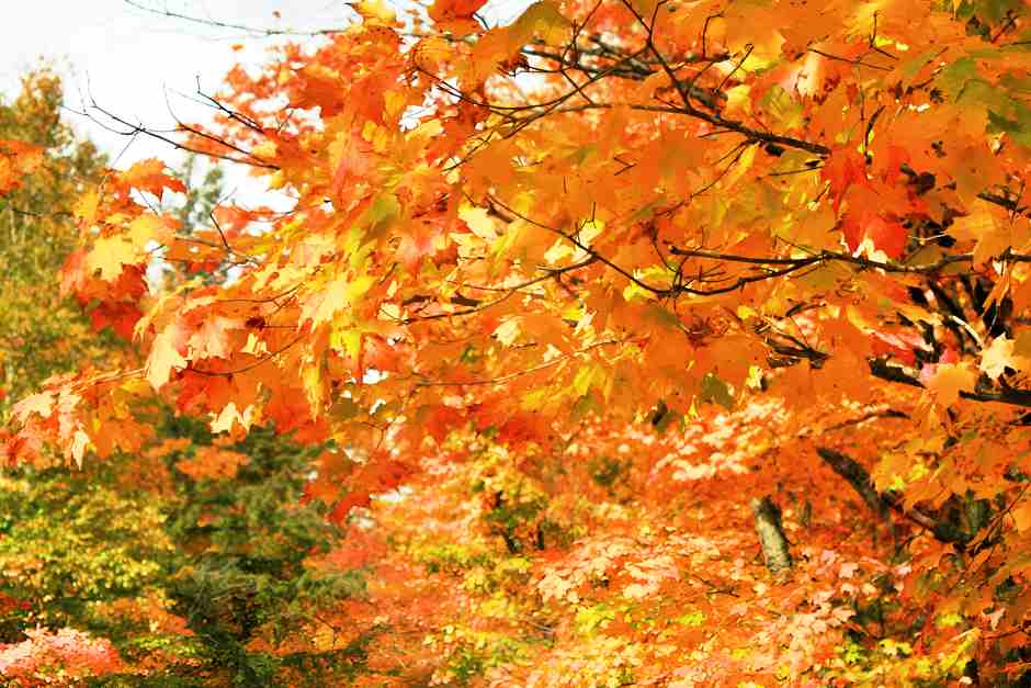 Indian Summer im Algonquin Park