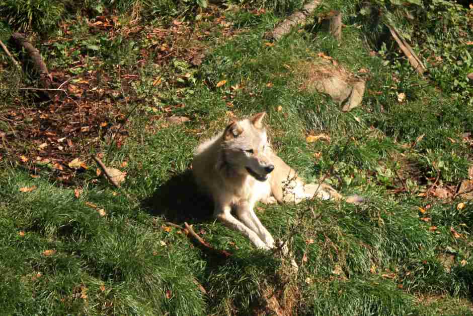 Lebende Wölfe oder eine Ausstellung im Besucherzentrum?