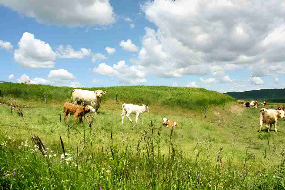 Rinderherde in den Eastern Townships