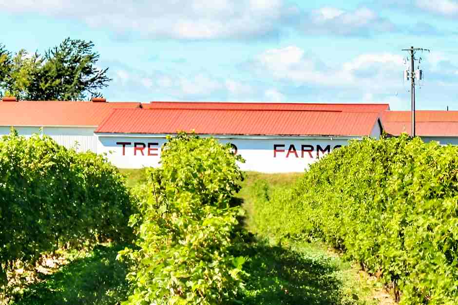 Wine Farm in der Niagara Wine Region