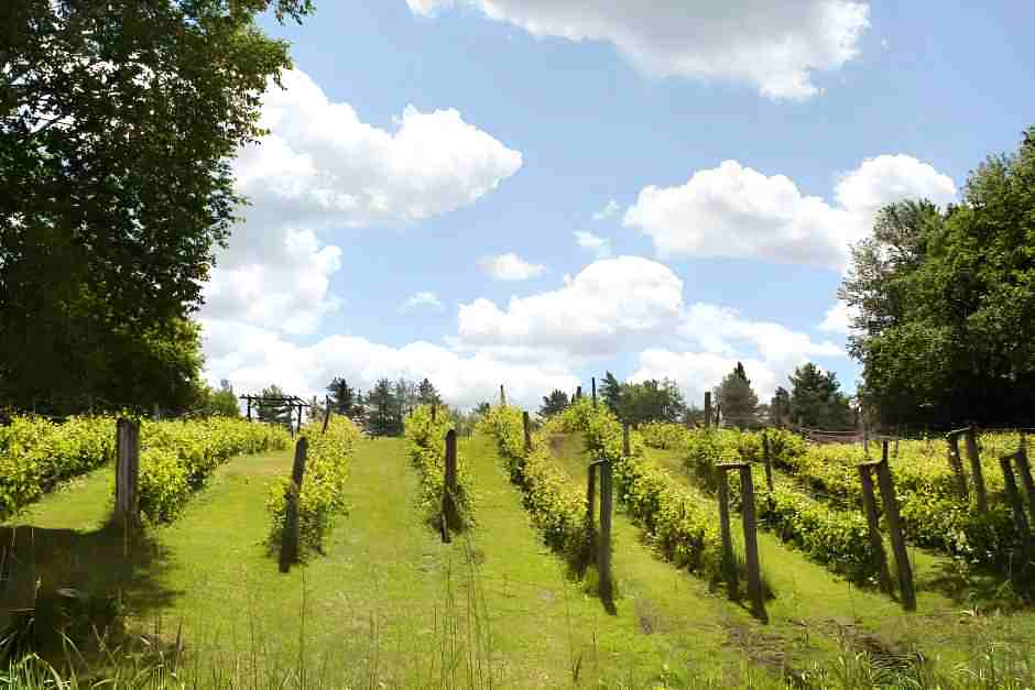 Weinberg in den Cantons de lEst