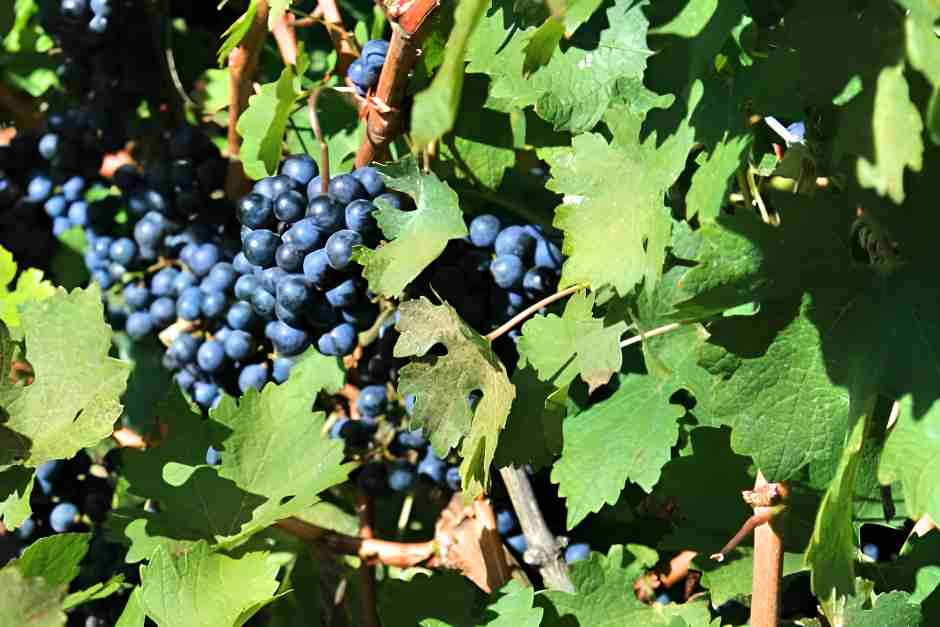 Weinreben bei Niagara on the Lake