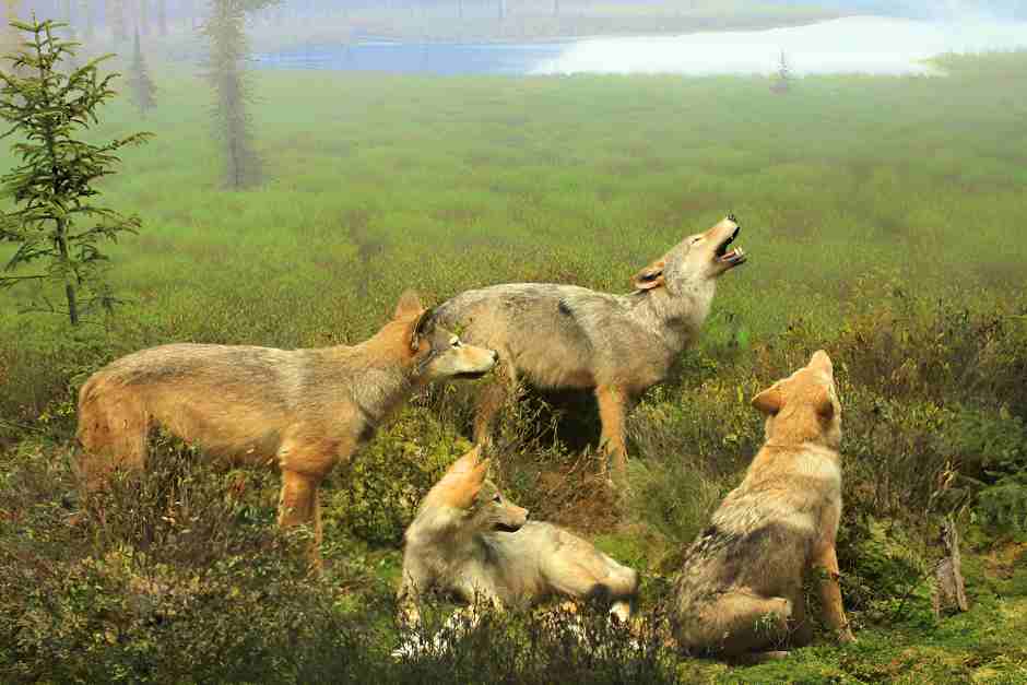 Wolf Ausstellung im Visitor Center