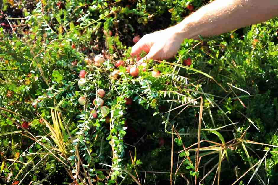 Cranberry Farm in Muskoka