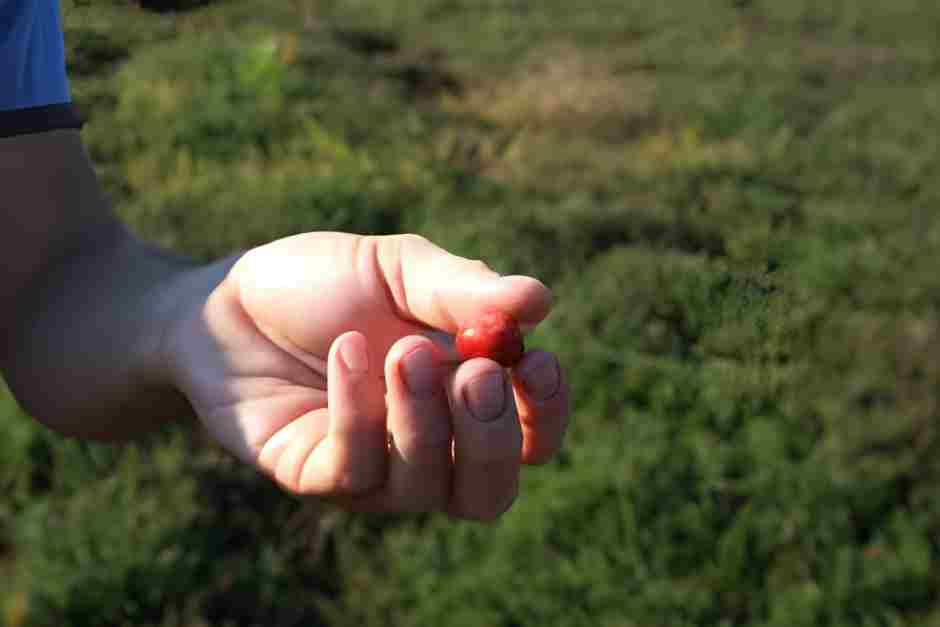Cranberries ernten bei einem Farm Stay in Ontario
