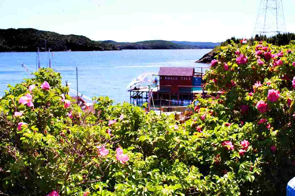 Kanada Reise planen nach Neufundland